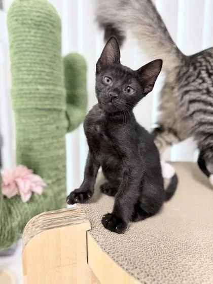 A baby small-sized male Domestic Short Hair cat named Affogato for adoption in Honolulu, HI