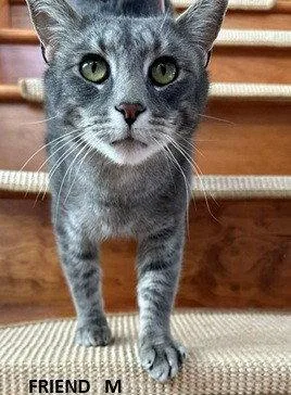An adult medium-sized male Domestic Short Hair cat named Friend for adoption in Evergreen, CO