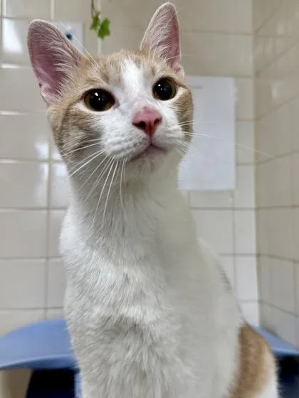 An adult large-sized male Domestic Short Hair cat named Kevin for adoption in San Antonio, TX