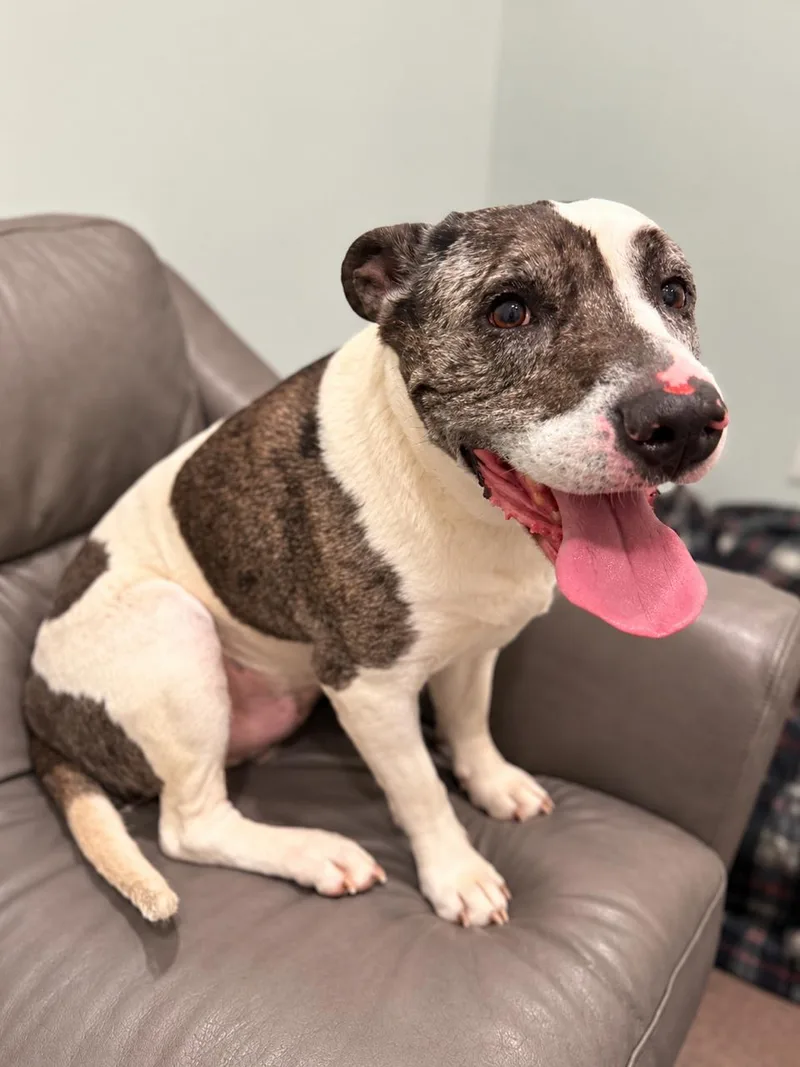 A senior large-sized male Merle (Blue) Mixed Breed dog named Ritchie for adoption in Sault Sainte Marie, MI