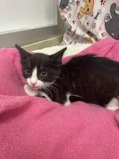 A baby small-sized male Black & White / Tuxedo Tuxedo cat named Zorro for adoption in Parlier, CA