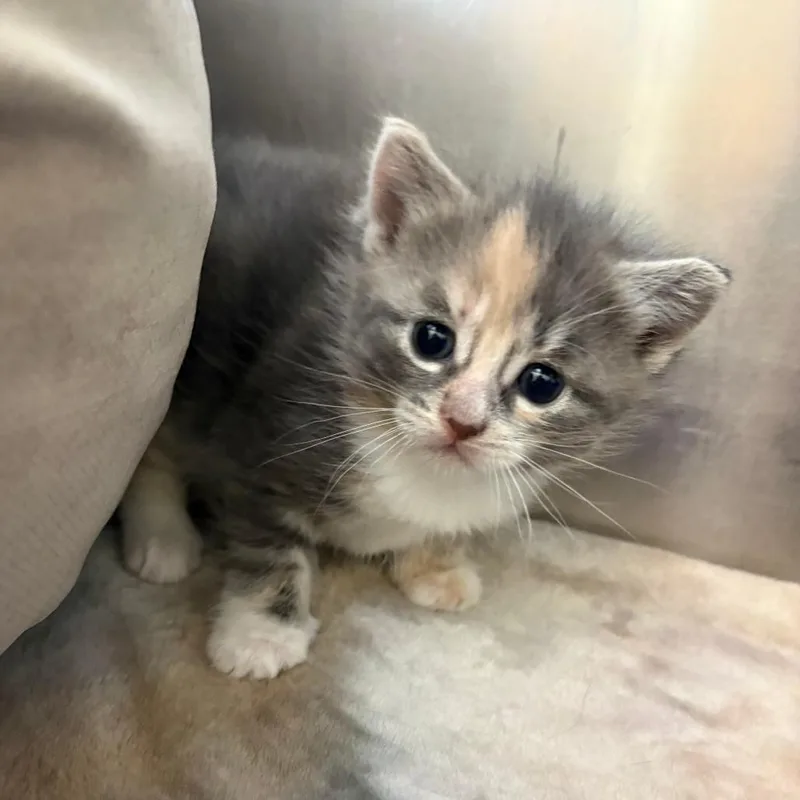 A baby small-sized female Calico Domestic Short Hair cat named Maple for adoption in North Branford, CT