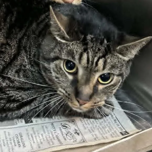 An adult large-sized male Black Domestic Short Hair cat named Angus for adoption in Shinnston, WV