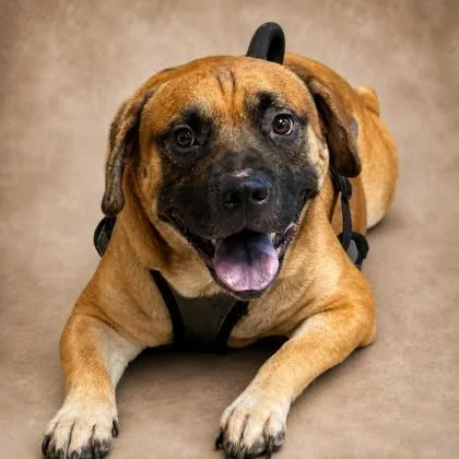 A young large-sized male Mixed Breed dog named Dutton for adoption in Cumberland, MD