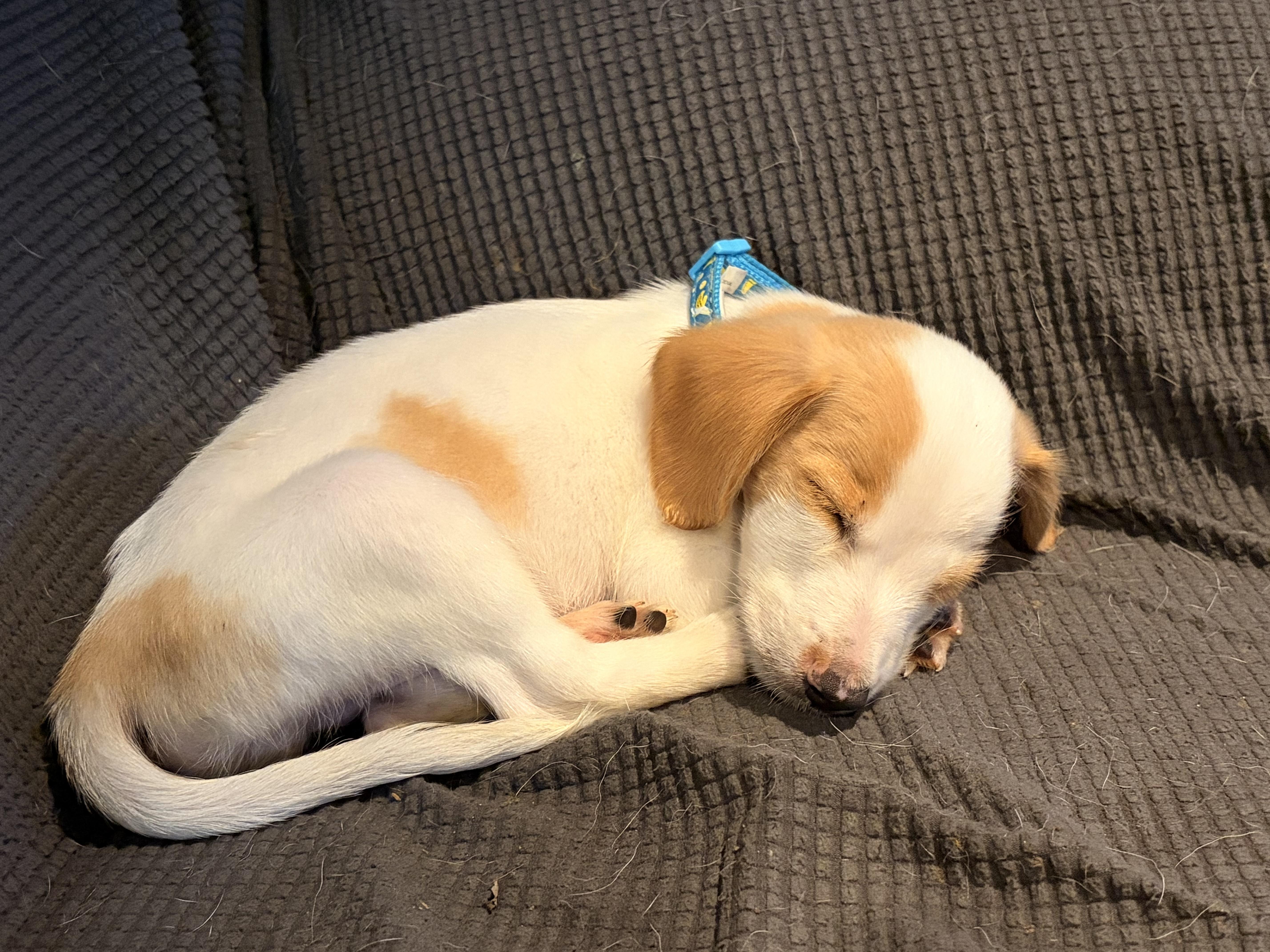 A young small-sized male Beagle dog named Benson for adoption in Byron, IL
