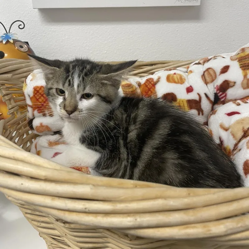 A baby small-sized female Brown / Chocolate Domestic Short Hair cat named Raven for adoption in Henderson, NV