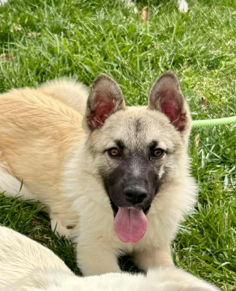 Calantha thumbnail 2