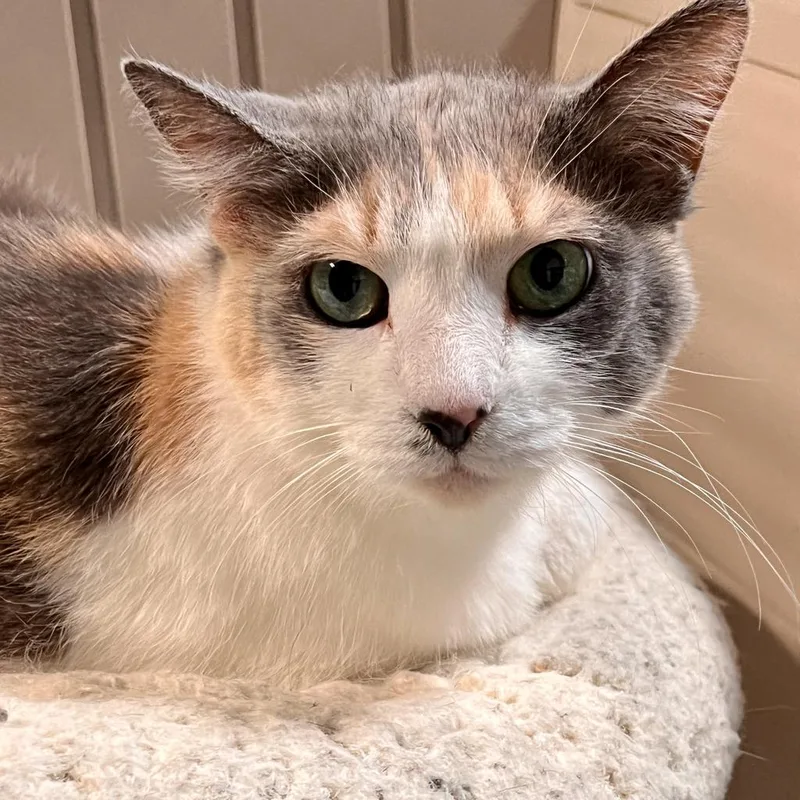 A senior medium-sized female Domestic Short Hair cat named Bugaboo for adoption in South Bend, IN