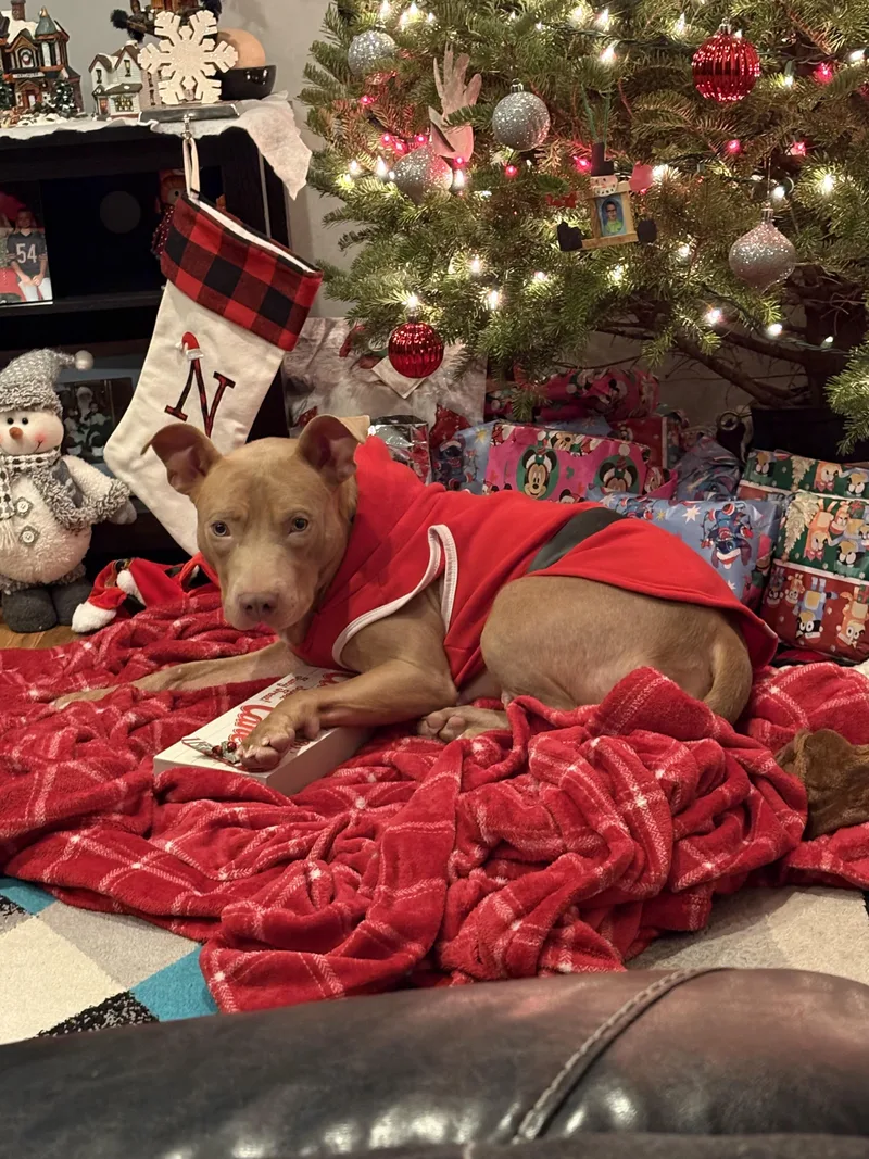 Showgirl thumbnail 2