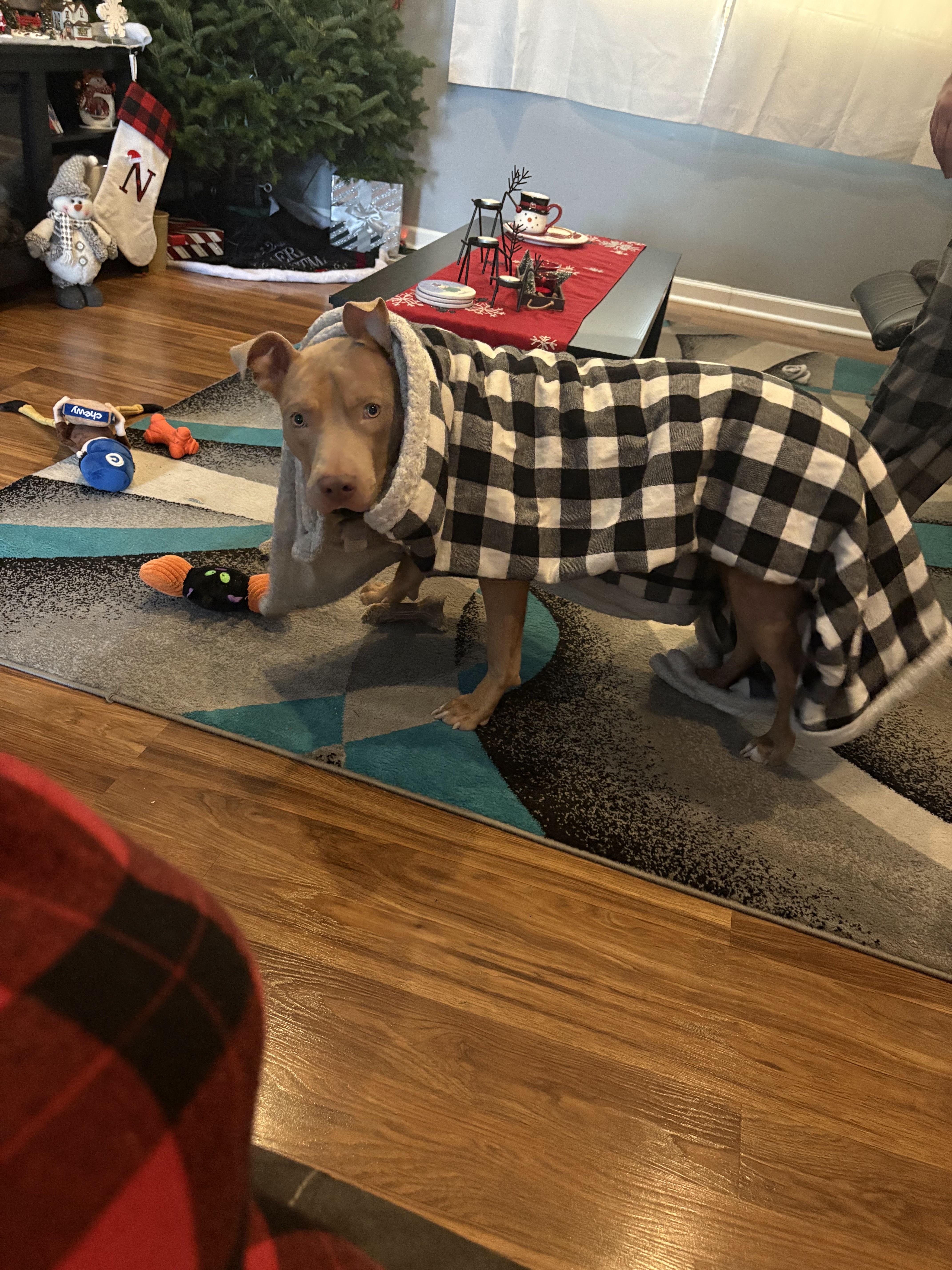 Showgirl thumbnail 3