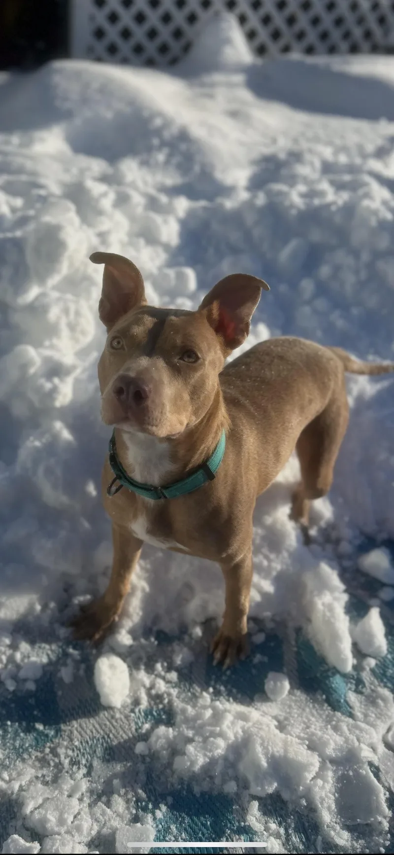 Showgirl thumbnail 4