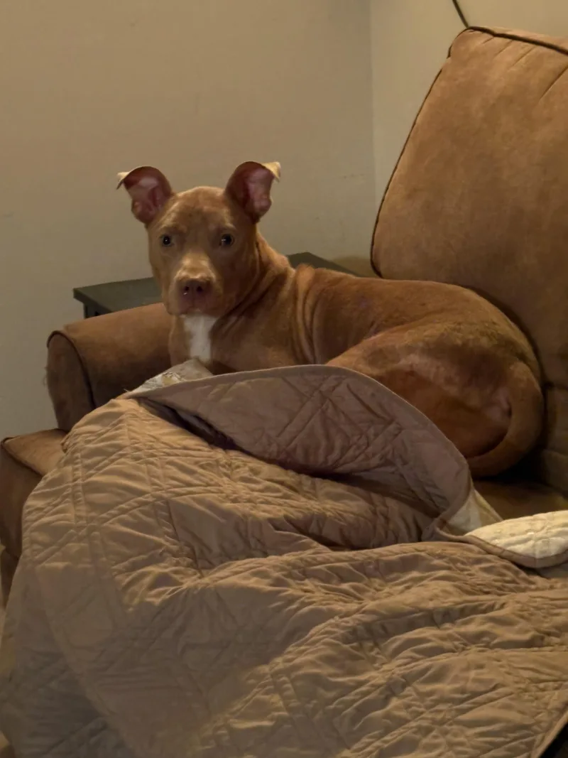 Showgirl thumbnail 5