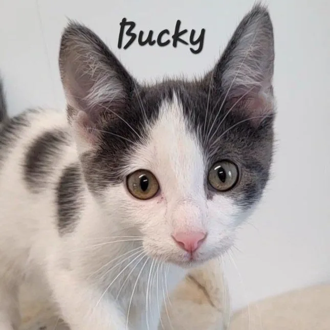 A baby medium-sized male Gray & White Domestic Short Hair cat named Bucky for adoption in Rushville, IL