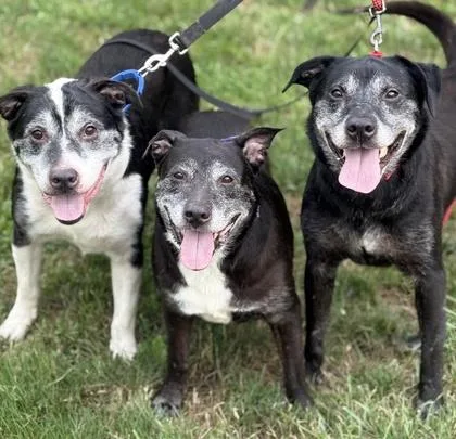 An adult medium-sized male Labrador Retriever dog named Cooper for adoption in Malvern, PA