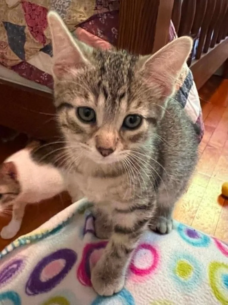 A baby small-sized male Domestic Short Hair cat named Templeton for adoption in Fond Du Lac, WI