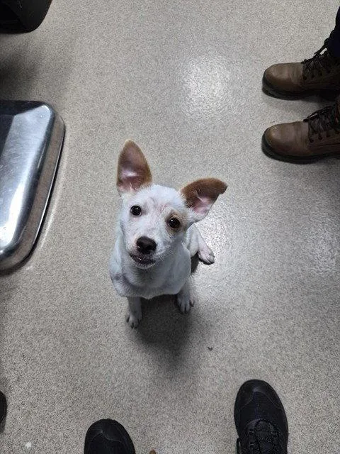 A young medium-sized male Mixed Breed dog named Winnie for adoption in Holbrook, NY