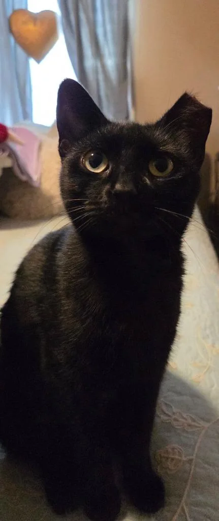 Gargoyle thumbnail 2