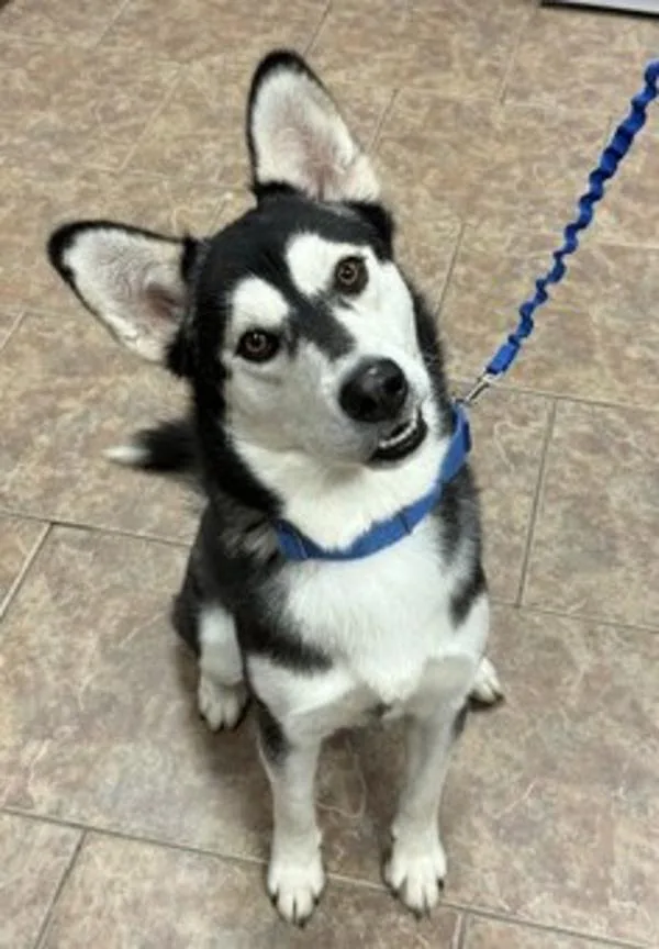 An adult medium-sized male Siberian Husky dog named Nick for adoption in Littleton, CO