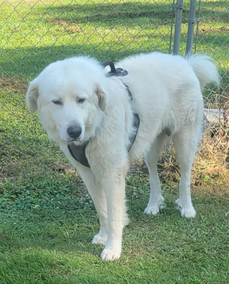 A young large-sized male Great Pyrenees dog named Scooby Doo for adoption in Hammond, LA