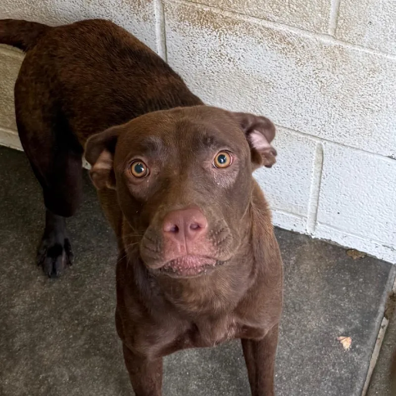 A baby medium-sized female Brown / Chocolate Pit Bull Terrier dog named Paprika for adoption in Jacksonville, AR