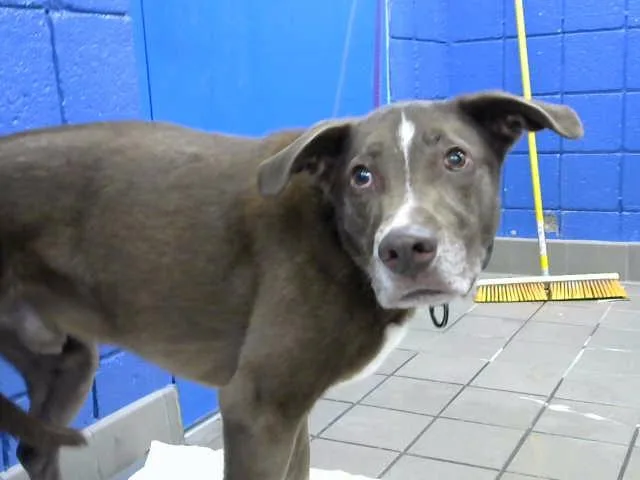 An adult medium-sized male German Shepherd Dog dog named Mochi for adoption in Albuquerque, NM