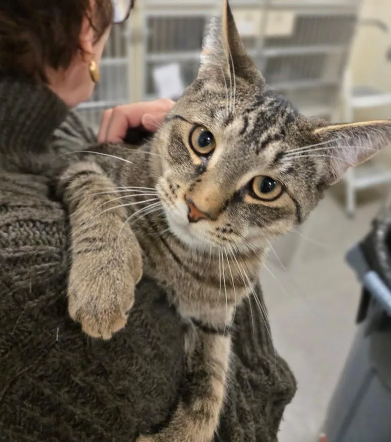 A young medium-sized male Tabby (Brown / Chocolate) Tabby cat named Oak for adoption in New Rochelle, NY