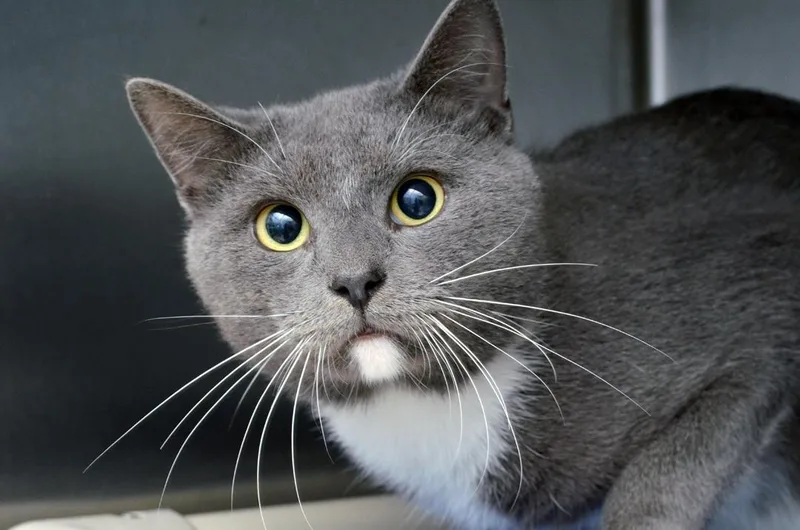 An adult medium-sized male Domestic Short Hair cat named Neptune for adoption in Sanford, FL