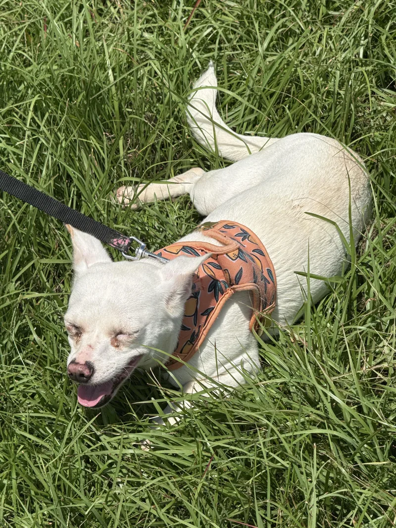 A young small-sized female White / Cream Chihuahua dog named Suzie for adoption in Mount Hermon, LA