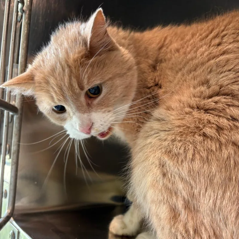 An adult small-sized male Orange / Red Domestic Short Hair cat named Amaze for adoption in West Des Moines, IA