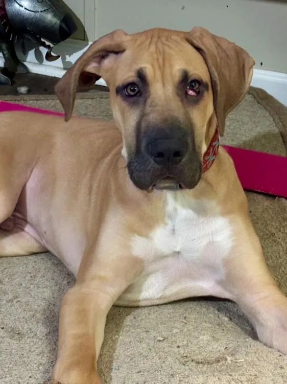 A baby extra large-sized male Yellow / Tan / Blond / Fawn Great Dane dog named Remington for adoption in Joppa, AL