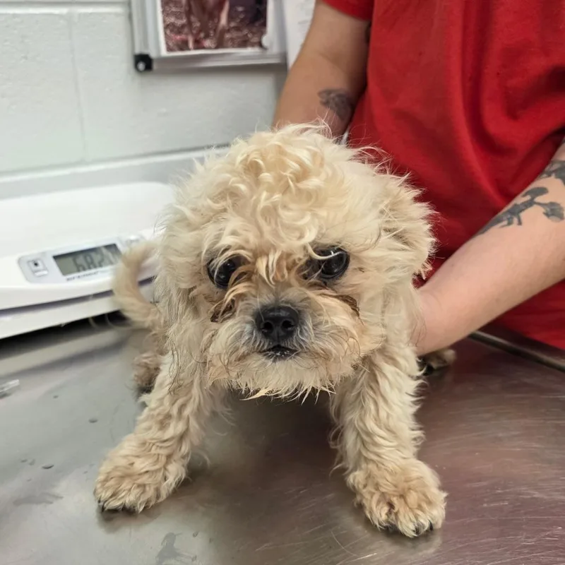 A baby small-sized female White / Cream Maltese dog named Puff for adoption in Chattanooga, TN