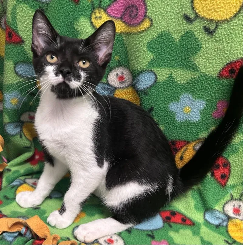 A baby medium-sized male Domestic Short Hair cat named Moe for adoption in Madison, GA