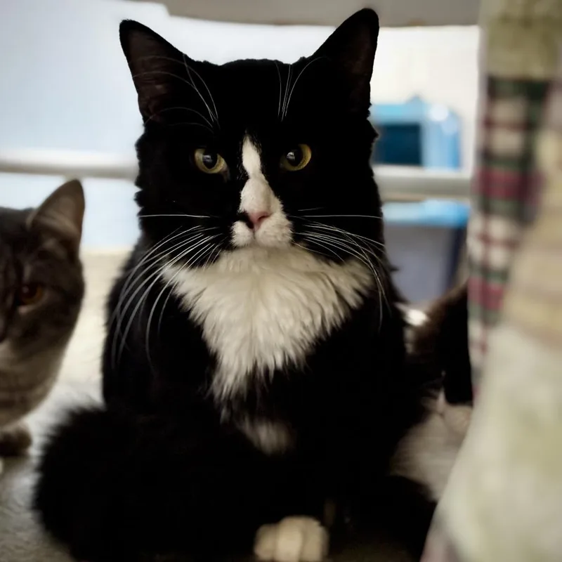 A young medium-sized male Black Domestic Medium Hair cat named Radar for adoption in Roanoke, VA