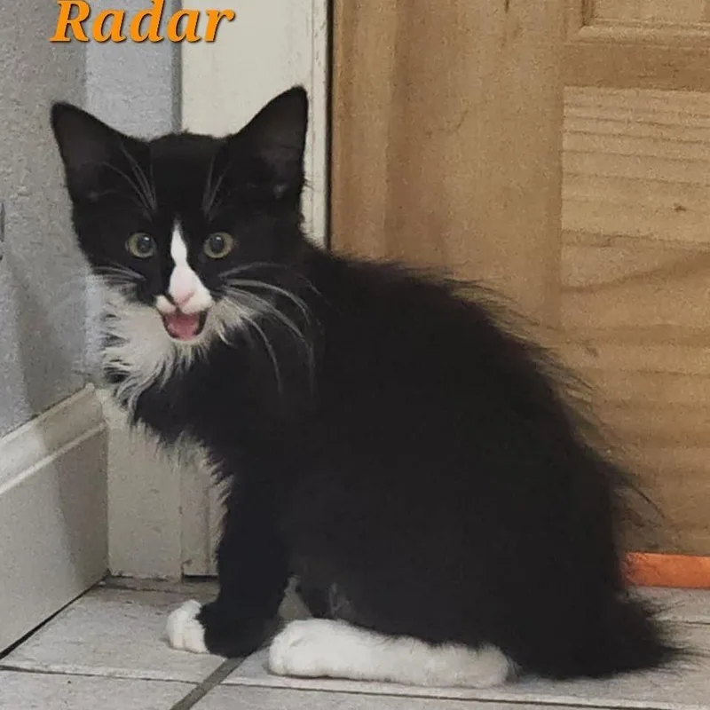 Radar thumbnail 5