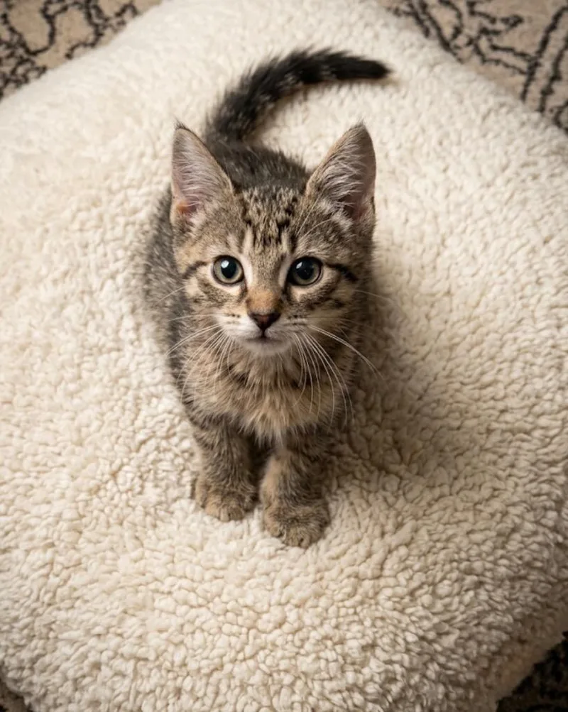 A baby small-sized female Domestic Short Hair cat named Krypton for adoption in Ewing, NJ