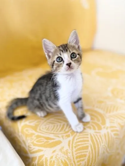 A baby small-sized male Domestic Medium Hair cat named Ipu for adoption in Honolulu, HI