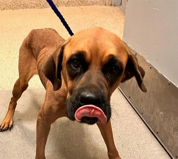 An adult large-sized female Mastiff dog named Sandra for adoption in Miami, FL