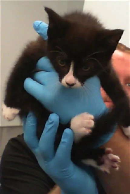 A baby small-sized male Domestic Short Hair cat named Cleopatra for adoption in Charlotte, NC