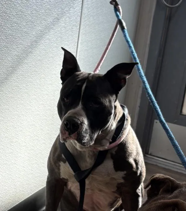 An adult large-sized male Pit Bull Terrier dog named Cardi for adoption in San Diego, CA