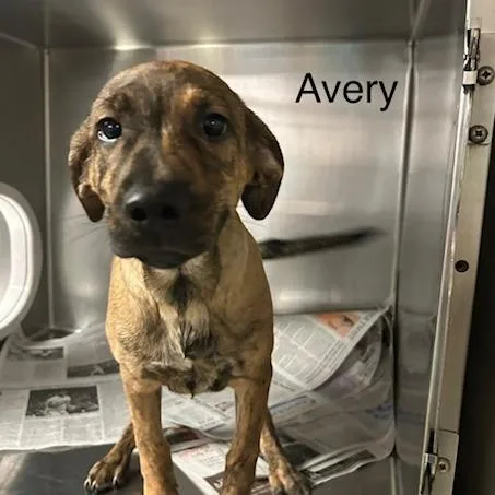 A baby small-sized male Mixed Breed dog named Avery for adoption in Knoxville, TN
