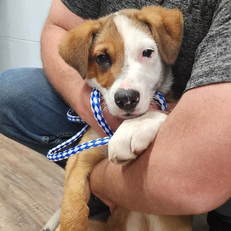 A baby small-sized male Brown / Chocolate Border Collie dog named Ruger for adoption in Evensville, TN