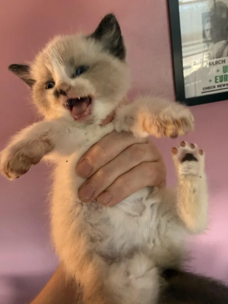 A baby small-sized female Snowshoe cat named Beans for adoption in Bethel Park, PA