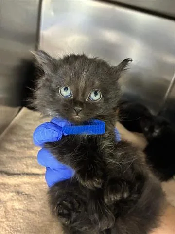 A baby small-sized female Domestic Medium Hair cat named Burrito for adoption in San Martin, CA