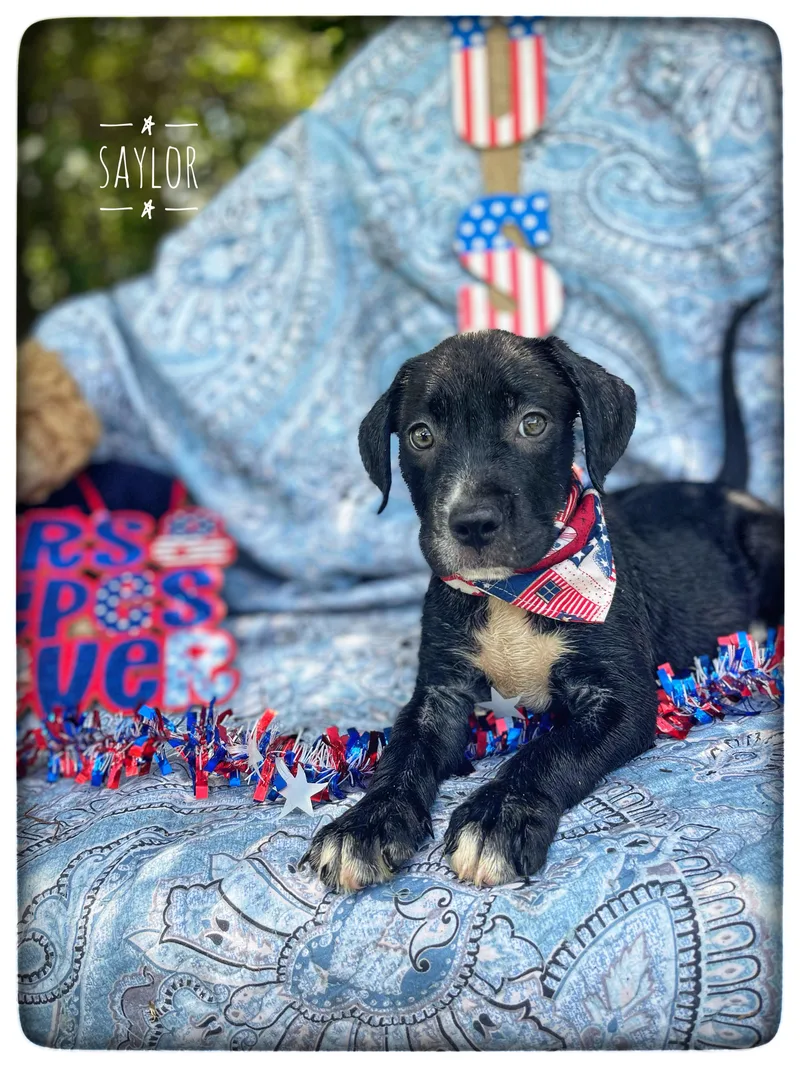 A baby medium-sized female American Bulldog dog named Saylor for adoption in Sebring, FL