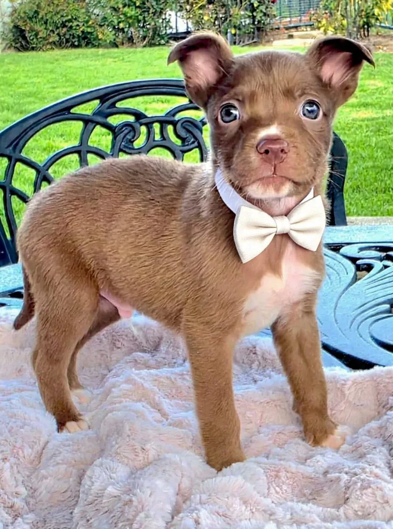 A baby medium-sized male White / Cream American Staffordshire Terrier dog named Whitaker for adoption in Corona Del Mar, CA