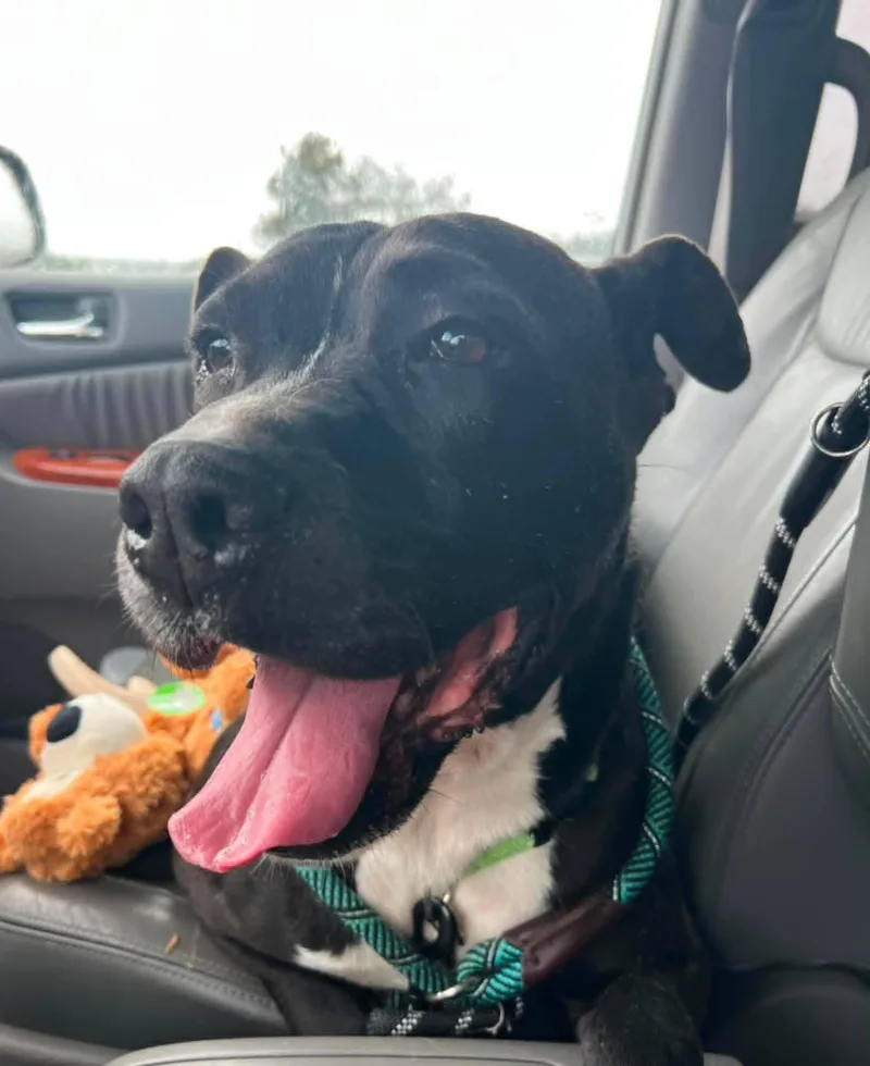 A senior large-sized male Black Pit Bull Terrier dog named Buck for adoption in Wantagh, NY