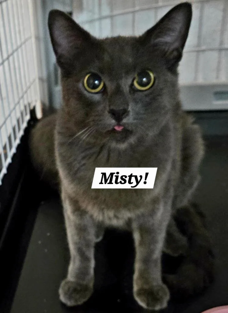 A young medium-sized female Domestic Short Hair cat named Misty for adoption in San Antonio, TX