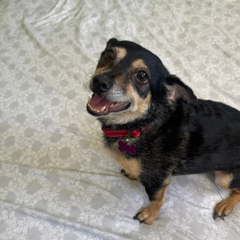 A senior small-sized male Black Chihuahua dog named Churro for adoption in Tucson, AZ