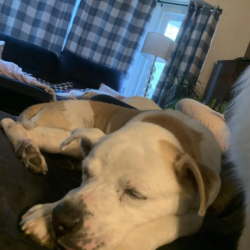 A senior medium-sized male Apricot / Beige Pit Bull Terrier dog named Shroomy for adoption in Peotone, IL