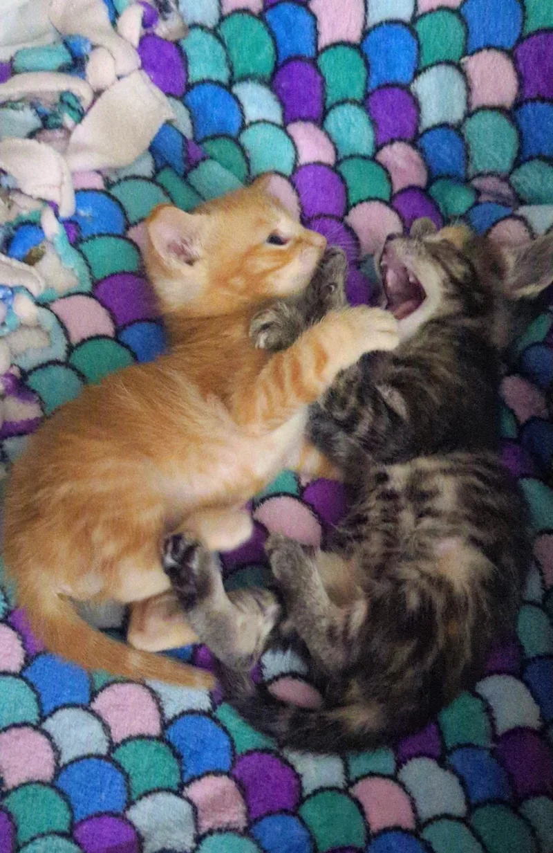 A baby small-sized male Orange / Red Domestic Short Hair cat named Jamie Sunn for adoption in Chandler, AZ